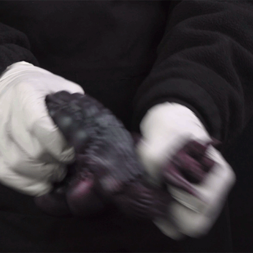 🐛 Deep Cave Worm – Single-Channel Alien Creature Pocket Pussy