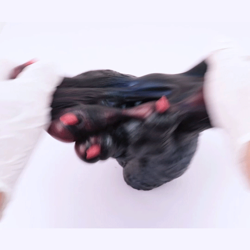 Wolf Claw Animal Pocket Pussy 🐺 Fantasy Grip Masturbator