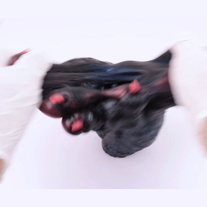 Wolf Claw Animal Pocket Pussy 🐺 Fantasy Grip Masturbator