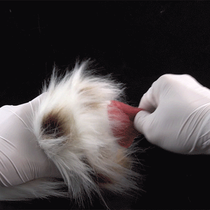 🐶 Dalmatian Fur Pocket Pussy | Removable Plush Male Masturbator