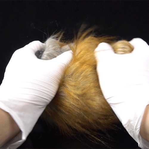 🦁 Lioness Fury Pocket Pussy | Removable Fur Male Masturbator