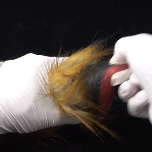 🦁 Lioness Fury Pocket Pussy | Removable Fur Male Masturbator