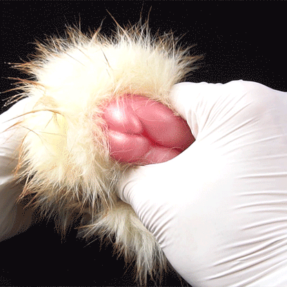 🐰 Lop Rabbit Furry Pocket Pussy | Snap-Off Plush Male Masturbator
