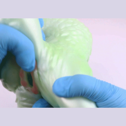 🫎 Deer Fantasy Pocket Pussy – Wild, Soft & Textured Bliss