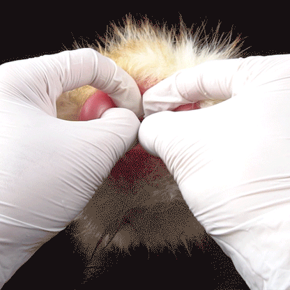 🐰 Lop Rabbit Furry Pocket Pussy | Snap-Off Plush Male Masturbator