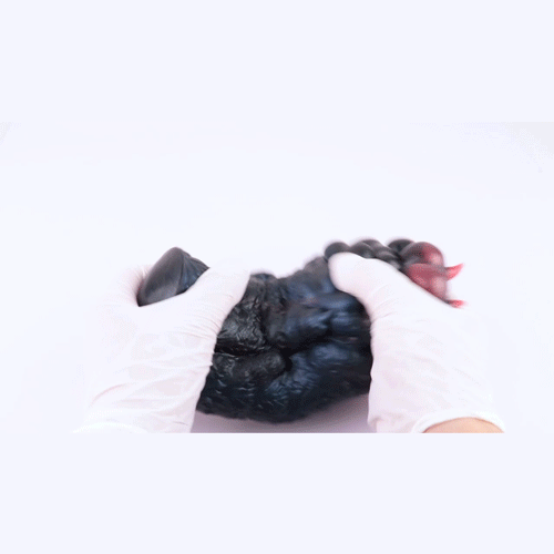 Wolf Claw Animal Pocket Pussy 🐺 Fantasy Grip Masturbator