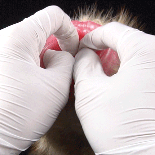 🦊 Fennec Fox Pocket Pussy | Removable Fur Male Masturbator