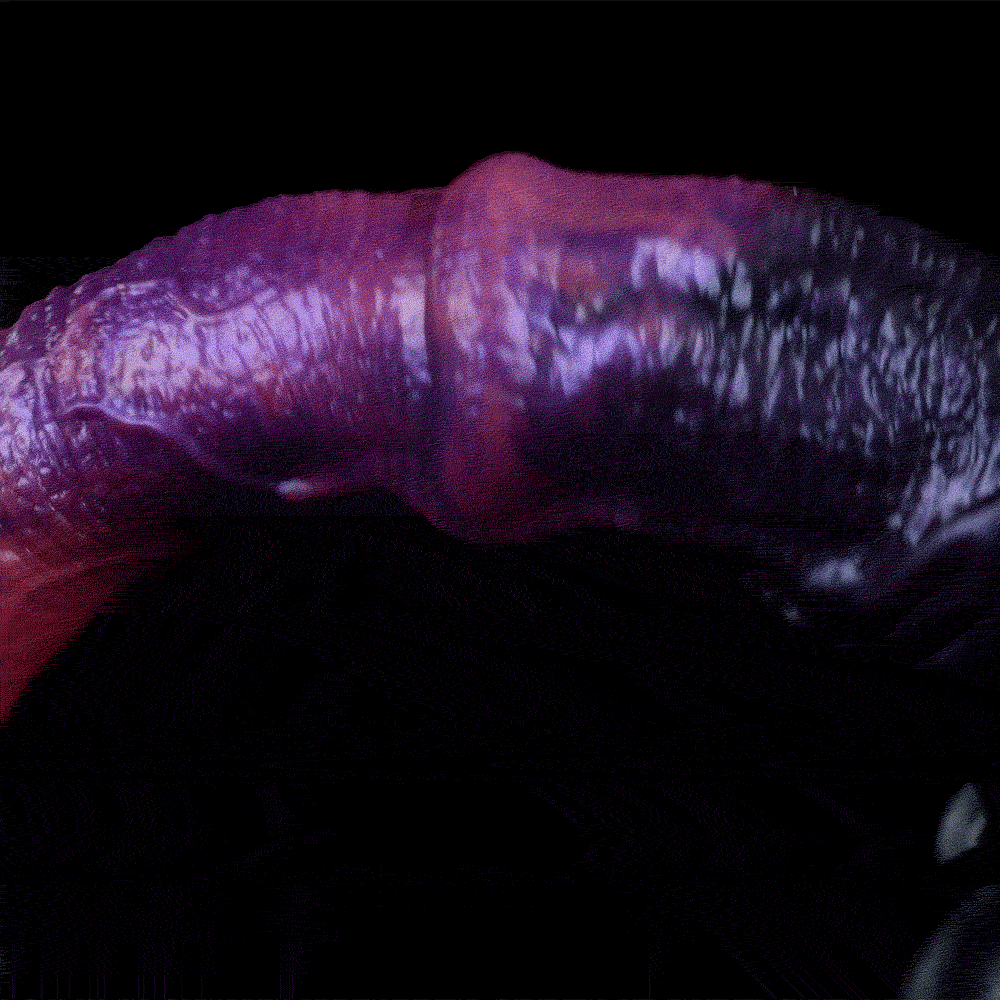 🐎 Cosmic Stallion Alien Horse Dildo Suction Cup